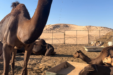Salalah: Empty Quarter Desert Adventure to Hashman Dunes