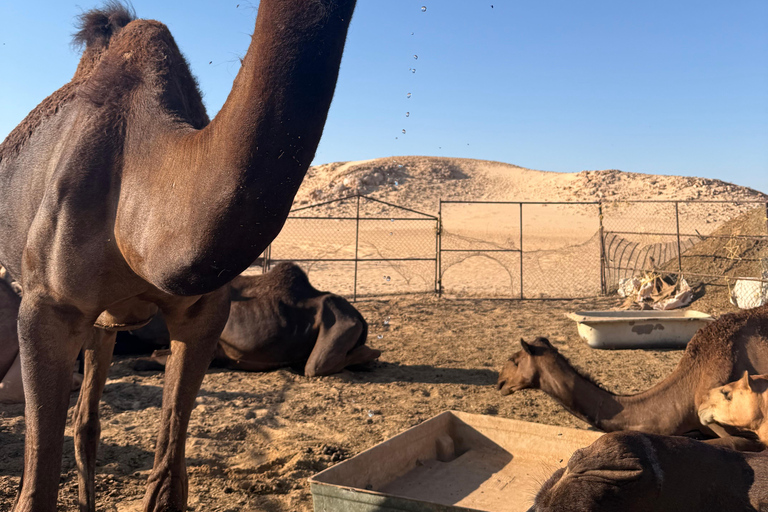 Salalah: Empty Quarter Desert Adventure to Hashman Dunes