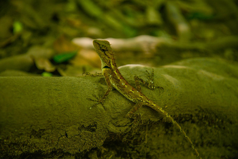 Krabi privéontsnapping: Emerald Pool, warmwaterbronnen & tijgergrotBestelwagen