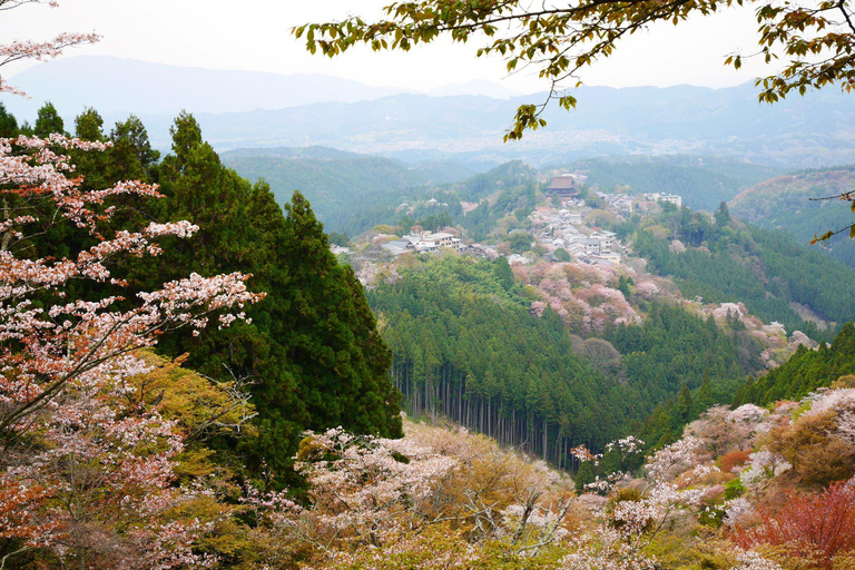 Cherry Blossom Buddha and Mt.Yoshino Tour From Osaka