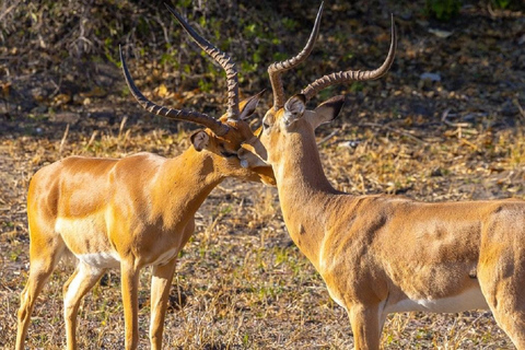 3-dniowe safari w Tanzanii w obiekcie klasy średniej3-dniowe safari w domku średniej klasy w Tanzanii