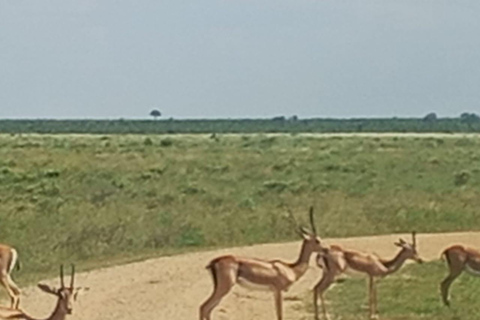 Mombasa: 4-Day Tsavo East, Tsavo West, & Amboseli Safari