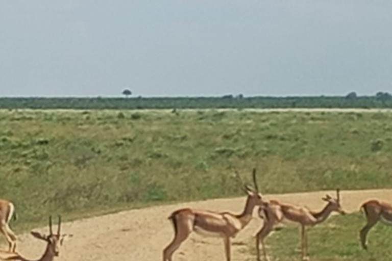 Mombasa: 4-Day Tsavo East, Tsavo West, & Amboseli Safari