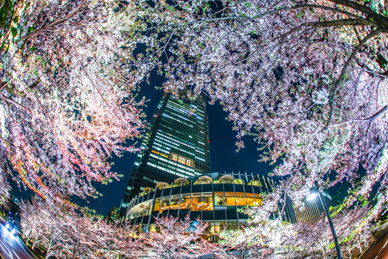 Tokyo Cherry Blossom Tour: Showa Kinen, Rikugien & Asukayama Cherry Blossom Group Tour with Shinjuku Meeting Point