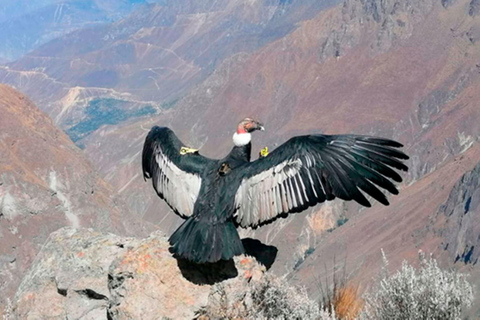 Depuis Arequipa : visite à la journée du Canyon de Colca + déjeuner buffet