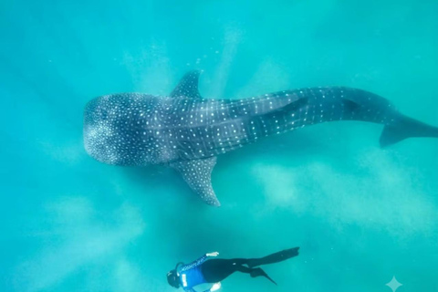 La Paz: Whale Shark Swim Tour with Snorkel Gear & Photos