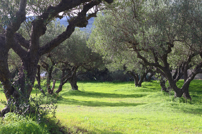 Heraklion: Olive Farm Tour with Tasting of Local Delicacies