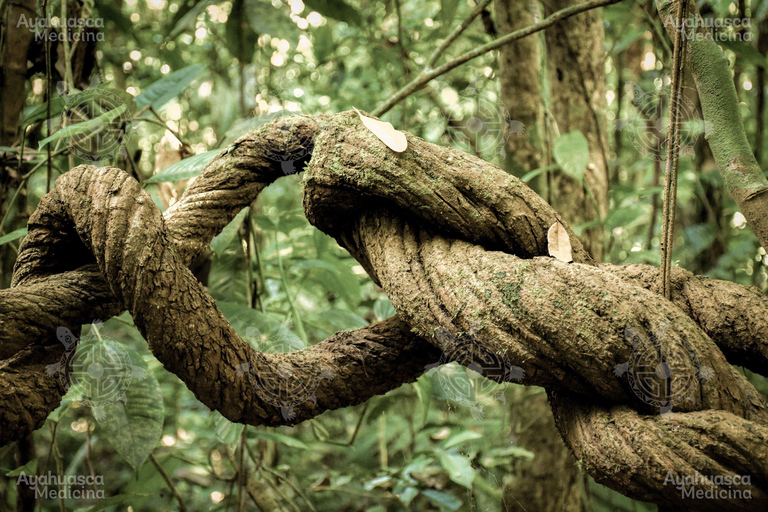 Tambopata : Retraite Ayahuasca 2 jours : hébergement et déjeuner