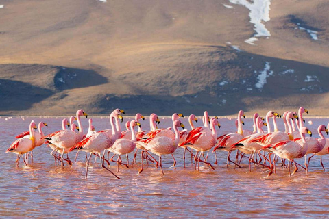 Depuis Uyuni : Geyser et plaines salées d&#039;Uyuni 3 jours | Flamingos |