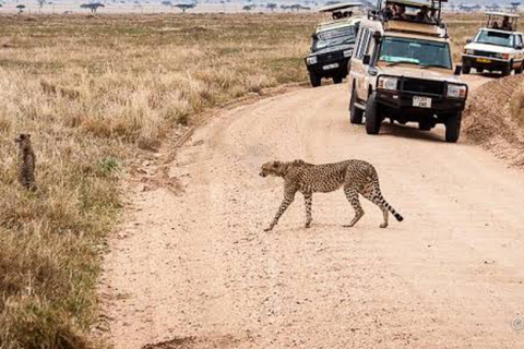 Arusha : Safari de 5 jours à la découverte des « Big Five » en TanzanieGroupe - Aventure safari en Tanzanie à la découverte des Big Five