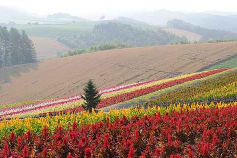 Sapporo Day Tour: Biei Blue Pond & Lavender Farm with Lunch 7:30 Pickup Point + Flower Sea Ticket (with Buffet + Melon)