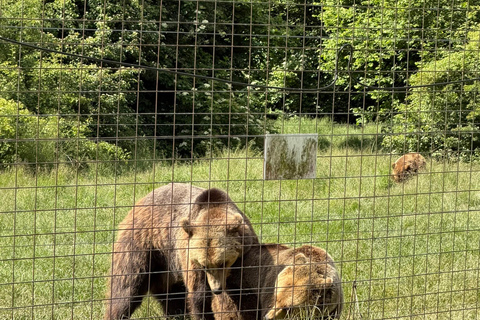 From Brasov: Bear Sanctuary & Slanic Salt Mine + Tickets Slănic Salt Mine Only
