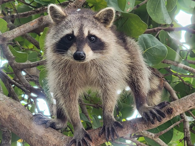 Raccoon Island: Erkundung mit SUP/Kajak