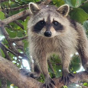 Raccoon Island: Exploration on SUP/Kayak