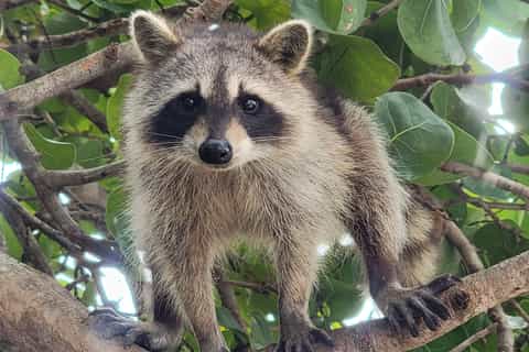 Raccoon Island exploration on SUP and kayak near Biscayne Bay