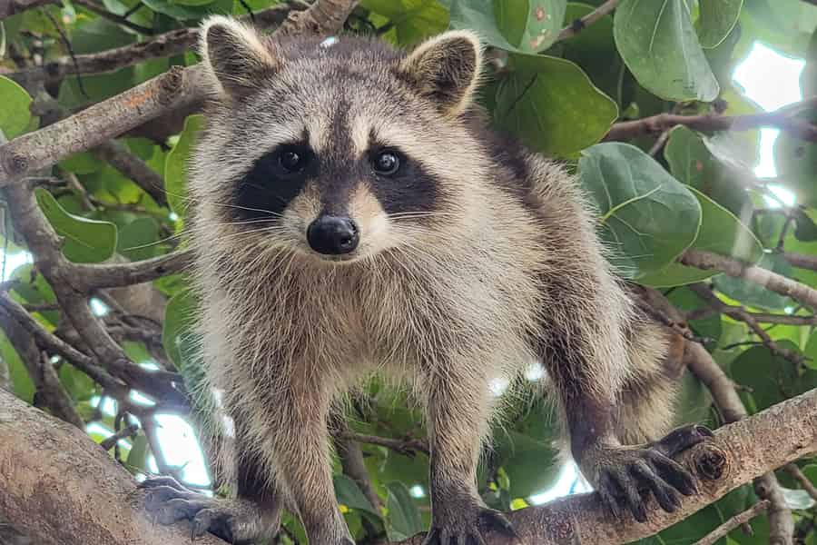 Raccoon Island: Erkundung mit SUP/Kajak. Foto: GetYourGuide
