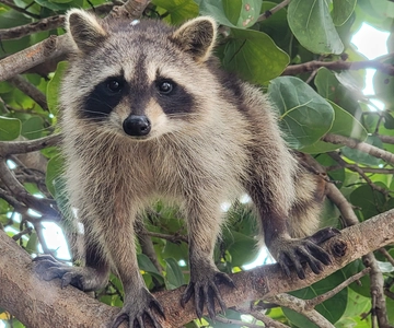 Wyspa Raccoon: Eksploracja na SUP/kajaku