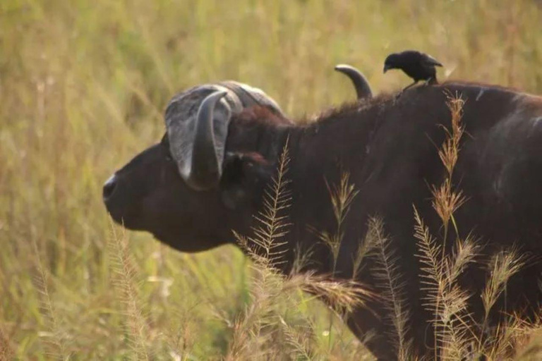 Uganda: 10-dagars safari med schimpansspårning