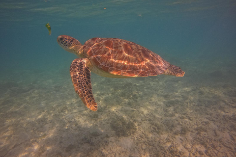 Viagem de mergulho com snorkel Go Pro em 3 ilhas.Viagem de mergulho com snorkel em 3 ilhas. Estátua embaixo d&#039;água, jardim de peixes,