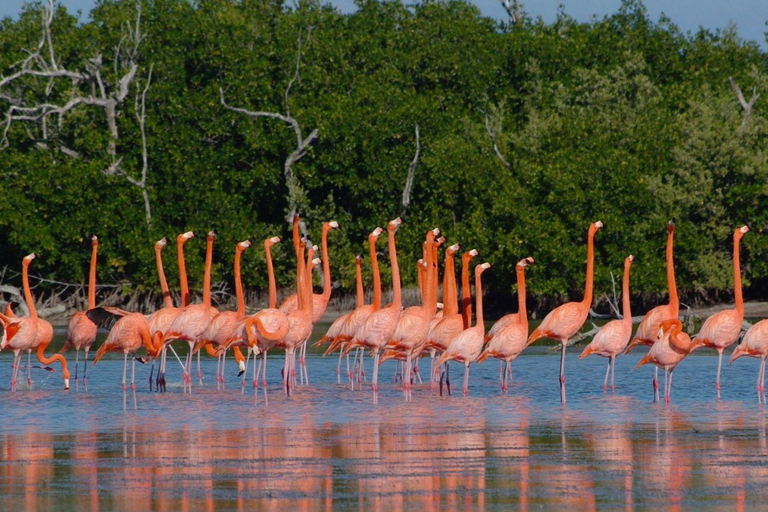 Cancun: Las Coloradas & Rio Lagartos Day Tour & À la carte