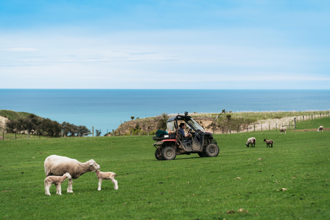 Visita a Christchurch: Visita a uma quinta de trabalho exclusiva com almoço e adega