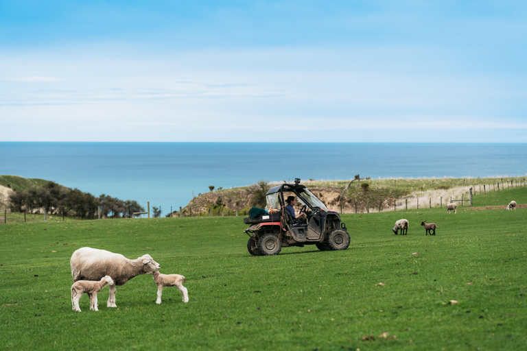 Christchurch: Visita exclusiva a una granja con almuerzo y bodega