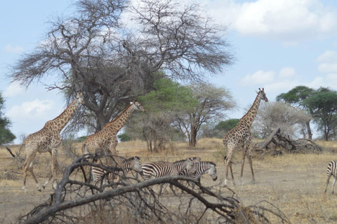 4-Day Tanzania Safari: Tarangire, Ngorongoro With Pickup