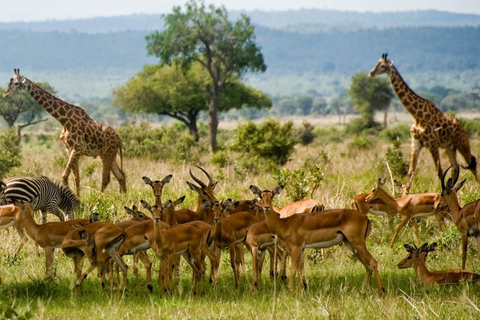 2 dagars safari i Tarangire och Ngorongorokratern