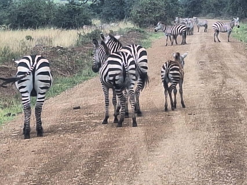 From Nairobi Blixen Museum Kobe Beads And Giraffe Day Tour Getyourguide