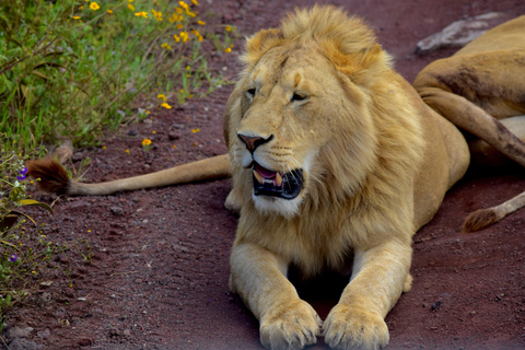 Arusha: Ngorongoro Crater Full-Day Safari Ngorongoro Crater: Full Day Safari