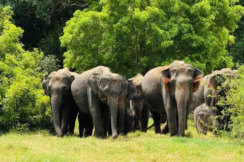 Kandy: Trincomalee Guided Cultural Heritage & Coastal Tour