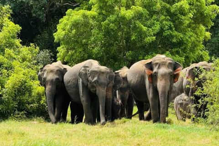Kandy: Trincomalee Guided Cultural Heritage & Coastal Tour