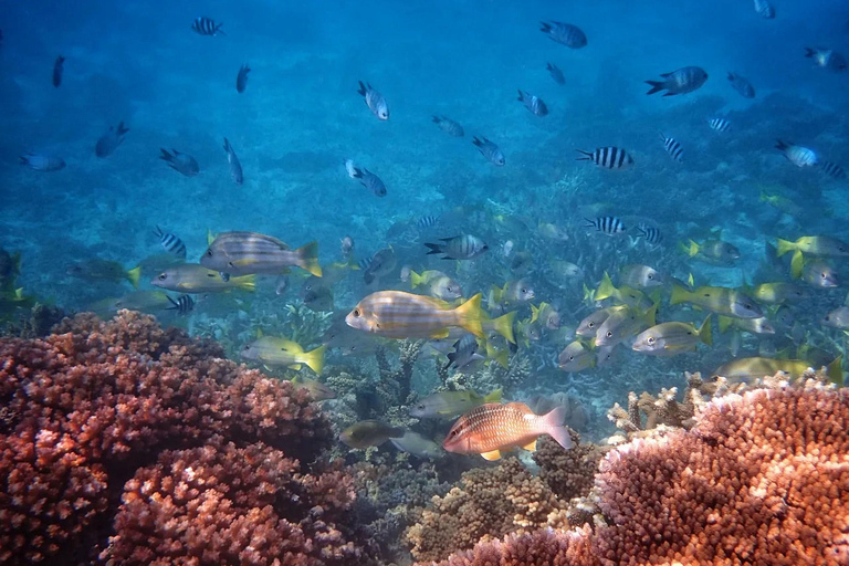 Reef & Island | Outer Reef & Dunk Island | Cairns Day Return Beaver Reef & Dunk Island Xpedition | Cairns Day Return