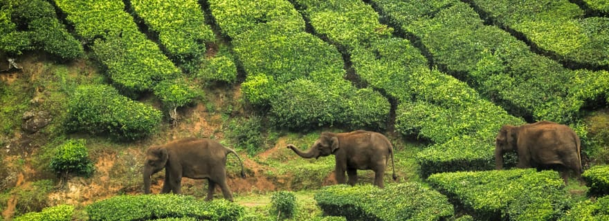 Cochin : Visite privée de 4 jours de Munnar, Alleppey et Backwaters