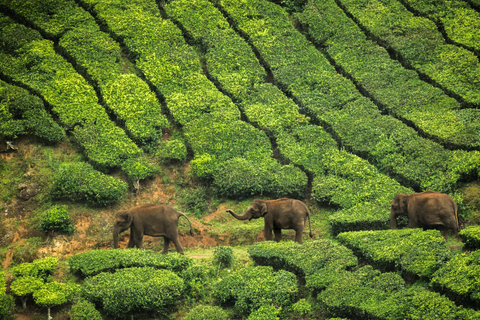 Cochin : Visite de nuit de la station de montagne de Munnar et de son jardin de thé