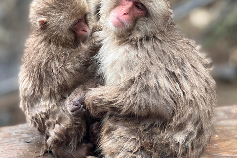 Depuis Tokyo : Excursion d&#039;une journée au parc des singes des neiges de Nagano et au temple Zenkoji