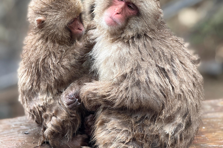 Depuis Tokyo : Excursion d&#039;une journée au parc des singes des neiges de Nagano et au temple Zenkoji