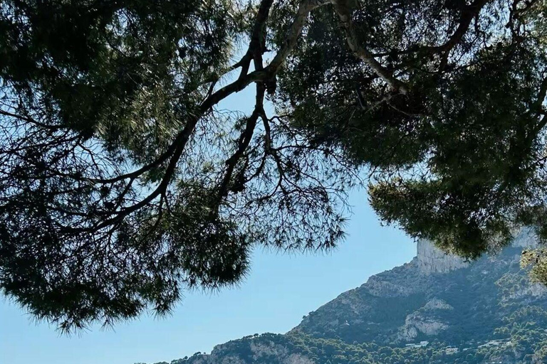 Nice, Monaco & Eze: Private Half-Day Tour