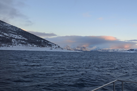 From Tromsø: Whale watching safari to Skjervøy