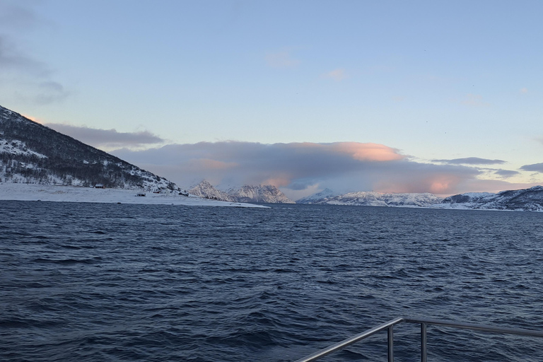 From Tromsø: Whale watching safari to Skjervøy