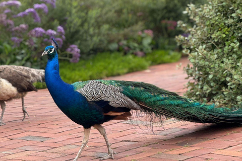 From Adelaide: Full-Day Hills to Wildlife Tour with Lunch