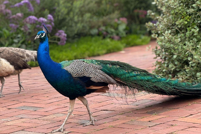 From Adelaide: Full-Day Hills to Wildlife Tour with Lunch