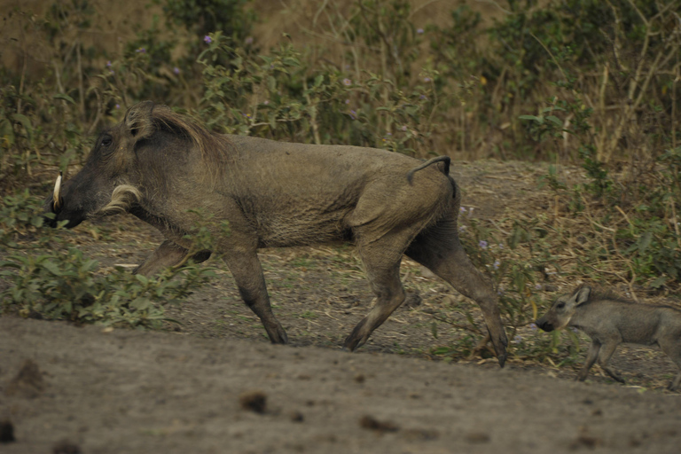 Uganda: 3-Day Lake Mburo National Park Adventure Tour