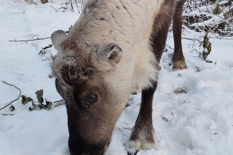 Rovaniemi: Besuch einer Rentierfarm und Kulturerlebnis