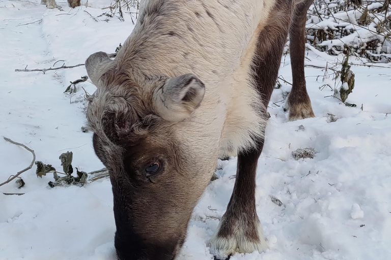 Rovaniemi: Besuch einer Rentierfarm und Kulturerlebnis