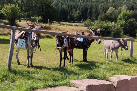 Luvigny: Donkey discovery walk Luvigny: Discovery walk with donkeys