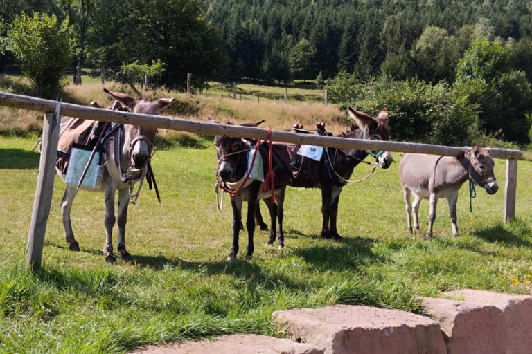 Luvigny: Donkey discovery walk Luvigny: Discovery walk with donkeys