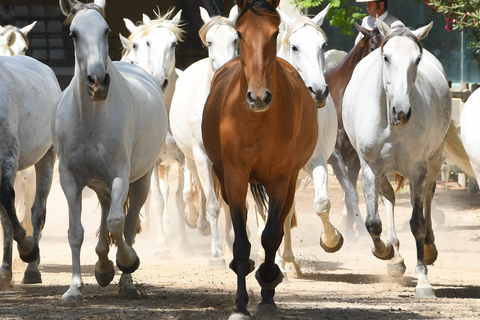 Jerez: Visita à Yeguada de la Cartuja Cavalos Cartuxos