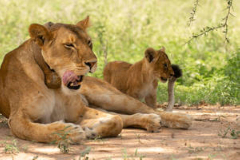 Oeganda: 5-daagse safari naar Murchison Falls &amp; Semuliki NP