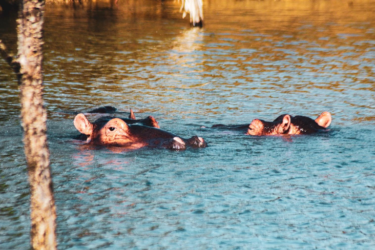 From North Durban: iSimangaliso Park Safari & Boat Cruise